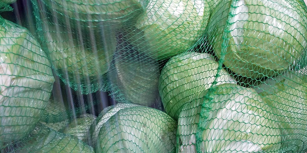 Polskie warzywa produkcja eksport kapusta marchew cebula kalafior hurt