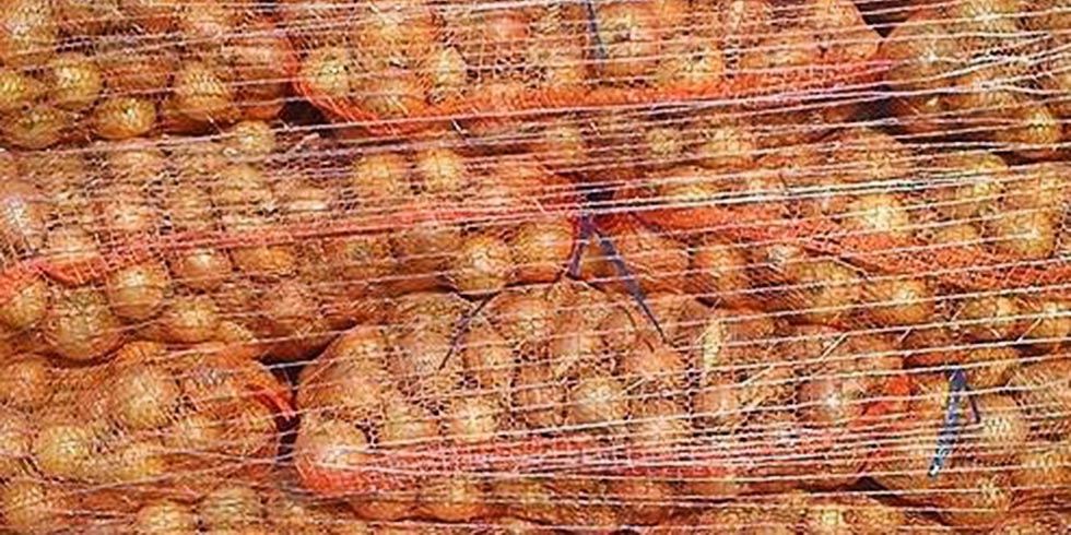 Polskie warzywa produkcja eksport kapusta marchew cebula kalafior hurt